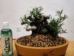 柳叶栀子花下山桩怎么套袋发芽的方法