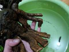 下山桩生桩养多久可以嫁接