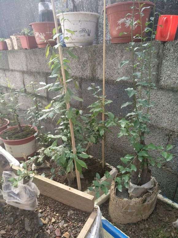 五六月份的下山桩生桩 怎么不来芽