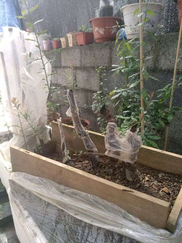 五六月份的下山桩生桩 怎么不来芽