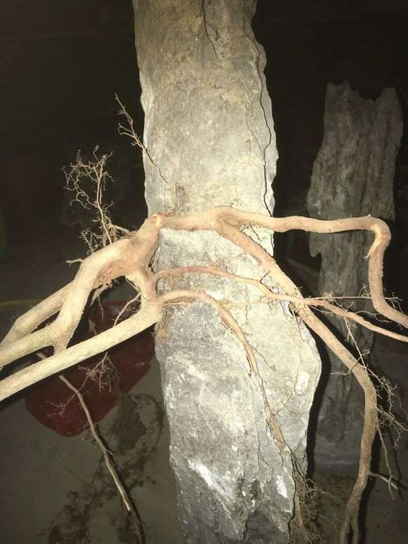 雀梅下山桩生桩可以制作抱石造型吗