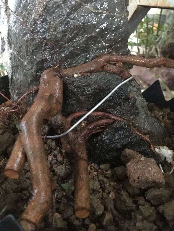 雀梅下山桩生桩可以制作抱石造型吗
