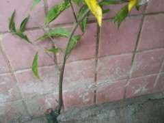 怎么买便宜的金弹子下山桩