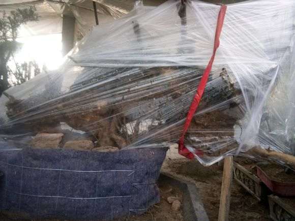 黄荆下山桩怎么来芽最快