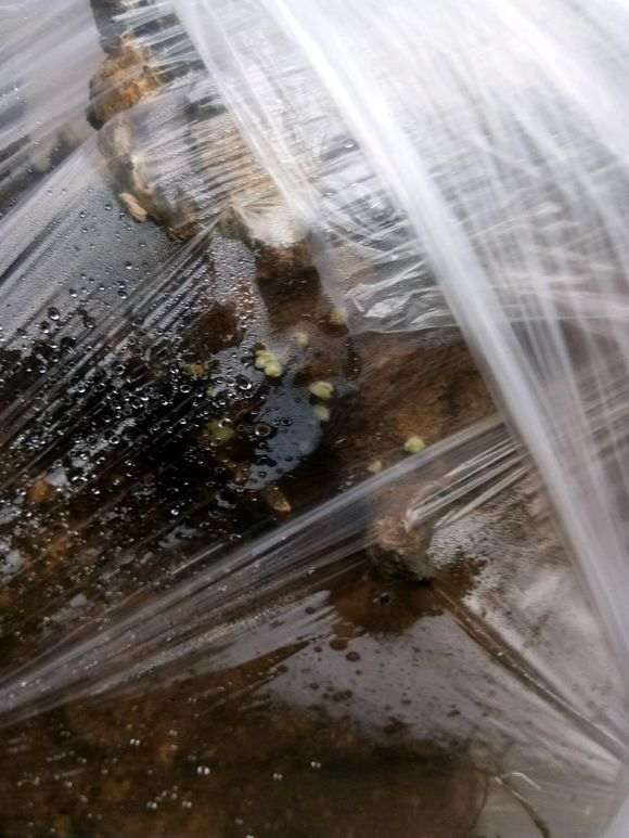 黄荆下山桩怎么缠膜来芽最快