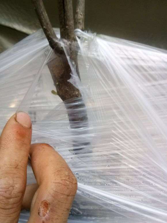 黄荆下山桩怎么缠膜来芽最快