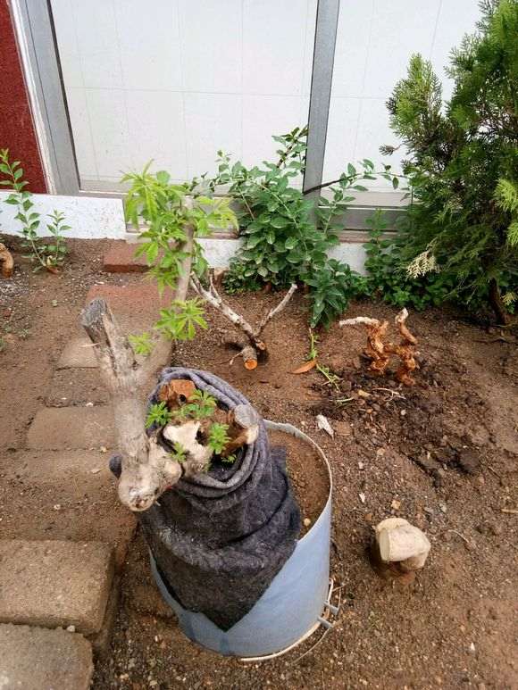 黄荆下山桩怎么缠膜来芽最快