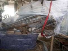 黄荆下山桩怎么缠膜来芽最快 图片