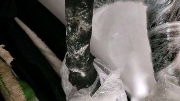 下山桩生桩套袋发霉怎么办