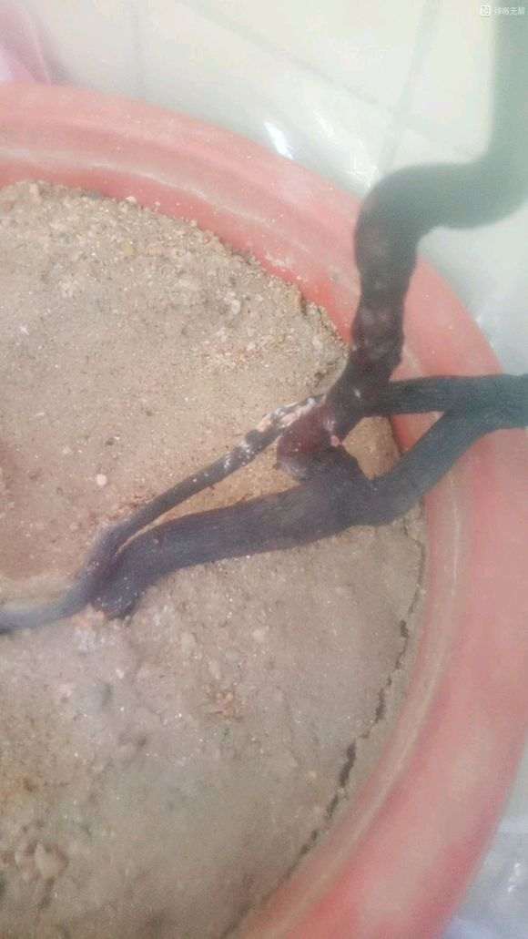 下山桩生桩套袋发霉怎么办