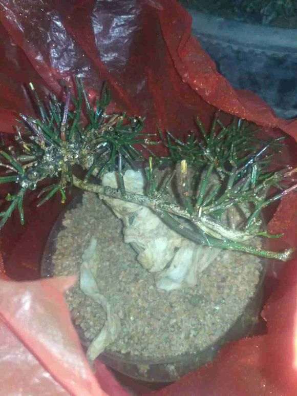 沙培了几棵九寨下山桩生桩 看看如何