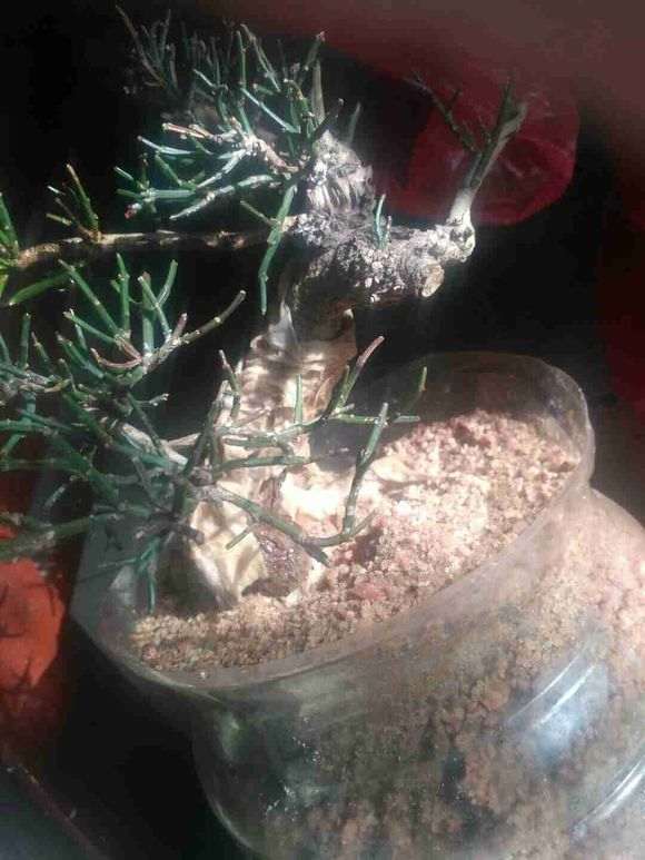 沙培了几棵九寨下山桩生桩 看看如何