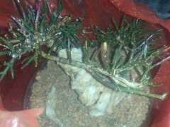 沙培了几棵九寨下山桩生桩 看看如何