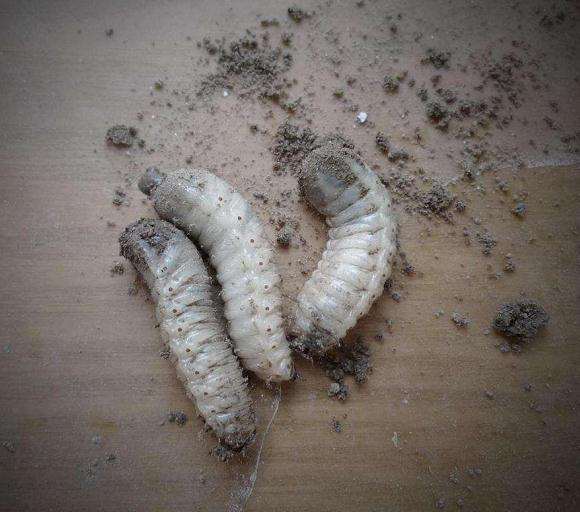 下山桩生桩上有像肉蛆一样的虫子