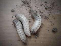 下山桩生桩上有像肉蛆一样的虫子