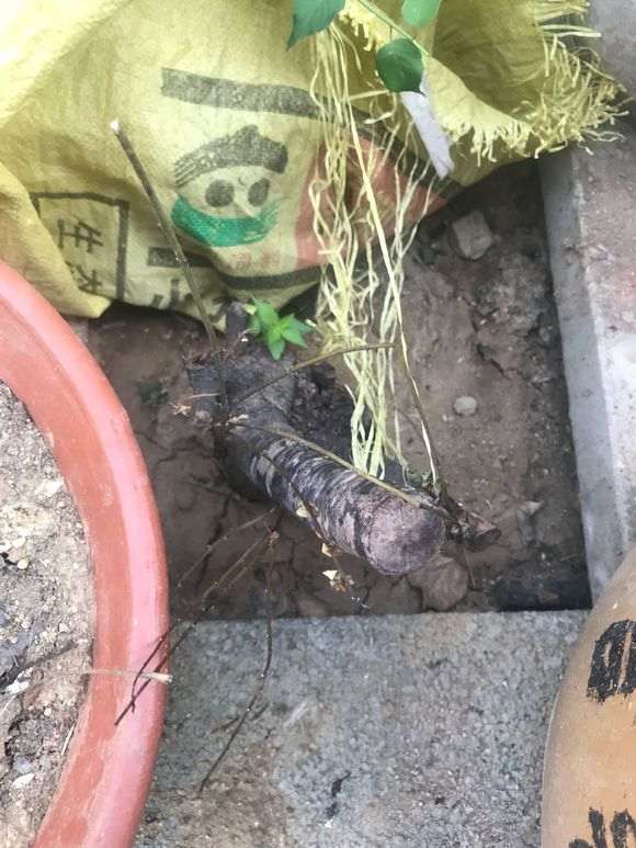 养的下山桩生桩新枝发芽