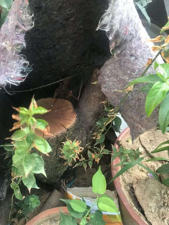 养的下山桩生桩新枝发芽