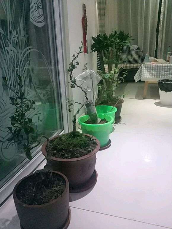 求天津本地金弹子朋友