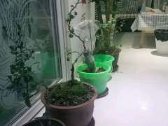 求天津本地金弹子朋友 共同交流下山桩