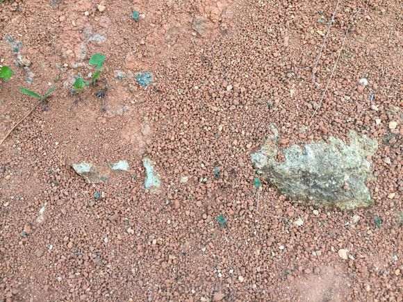 这土壤种老鸦柿下山桩生桩如何