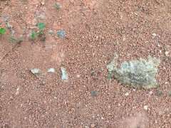 这土壤种老鸦柿下山桩生桩如何