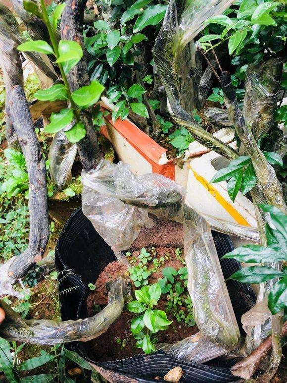 下山桩生桩是不是包裹塑料膜以后成活率最高