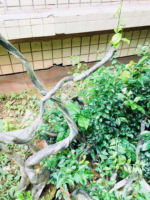 下山桩生桩是不是包裹塑料膜以后成活率最高