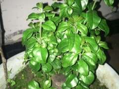 下山桩来芽后不生长 是要施肥吗