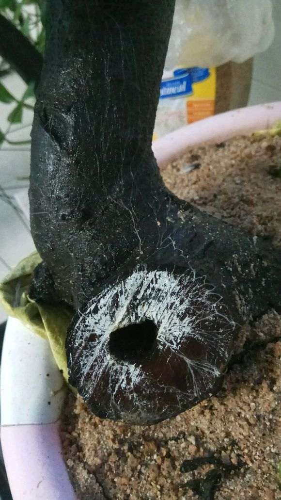 火棘下山桩生桩缠膜养 为什么套袋不发芽