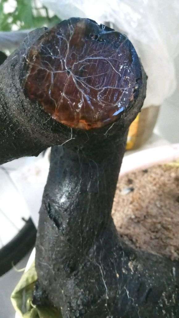 火棘下山桩生桩缠膜养 为什么套袋不发芽