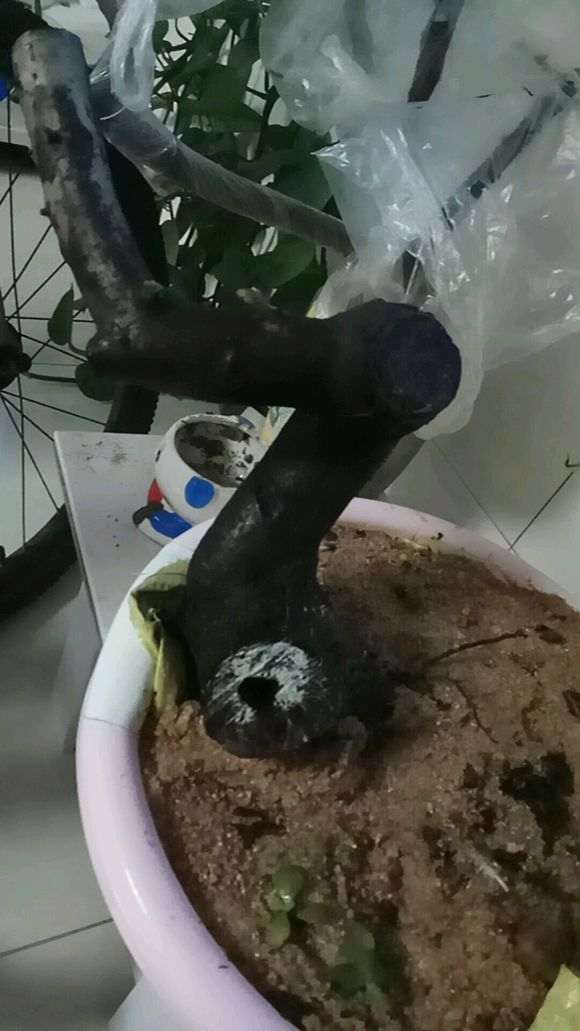 火棘下山桩生桩缠膜养 为什么套袋不发芽