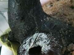 火棘下山桩生桩缠膜养 为什么套袋不发芽