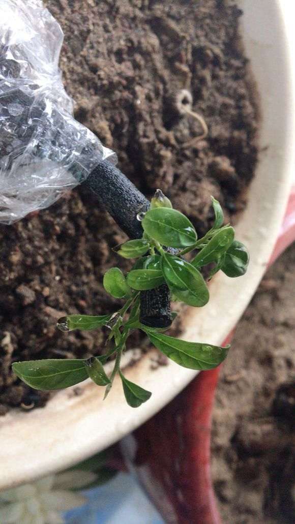 金弹子下山桩叶子发芽后