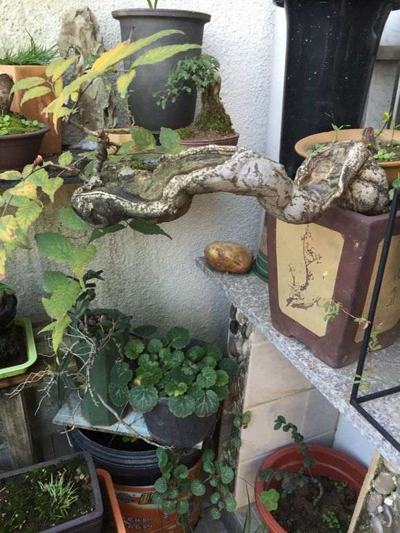 榆树下山桩生桩什么时候浇水最好