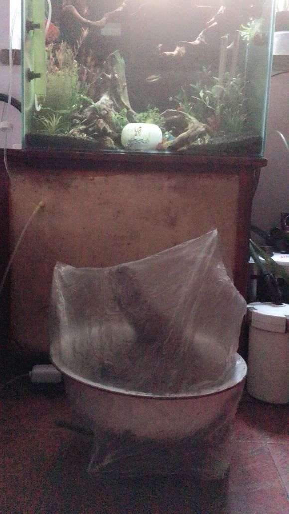 三角枫下山桩在屋内怎么养殖的方法