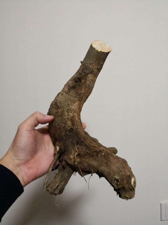 三角枫下山桩在屋内怎么养殖的方法