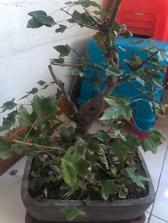 建议你换大盆把下山桩的根养壮实