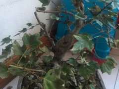 建议你换大盆把下山桩的根养壮实