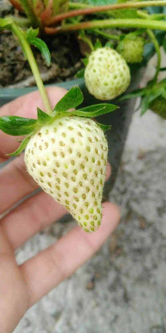 金弹子下山桩生桩发芽 能淋雨吗
