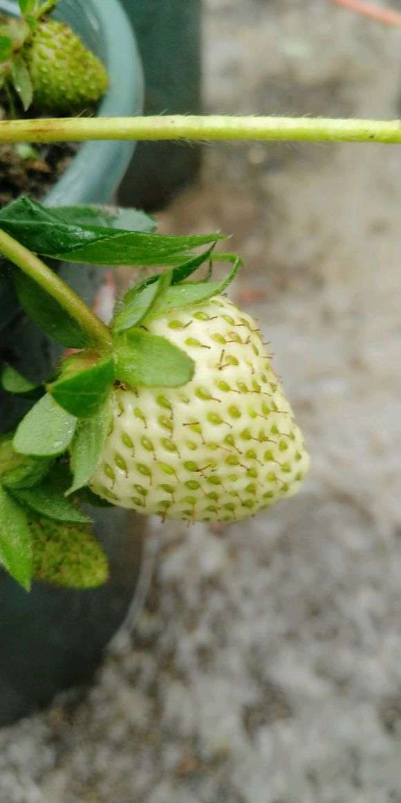 金弹子下山桩生桩发芽 能淋雨吗