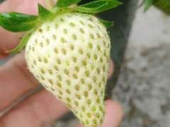 金弹子下山桩生桩发芽 能淋雨吗