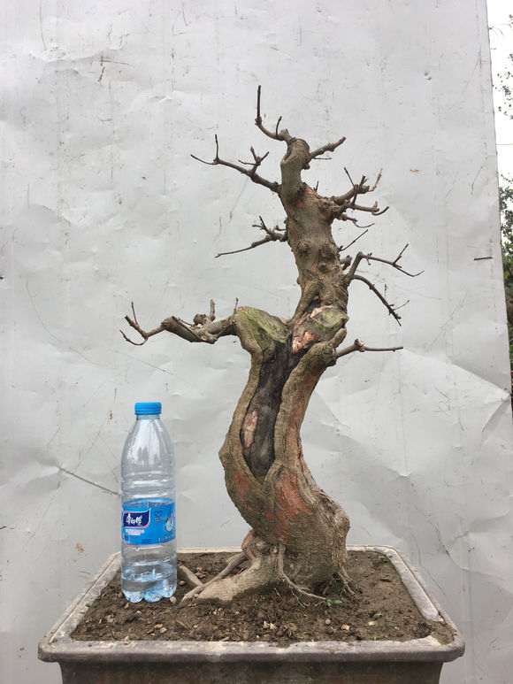 这个三角枫下山桩造型怎么样