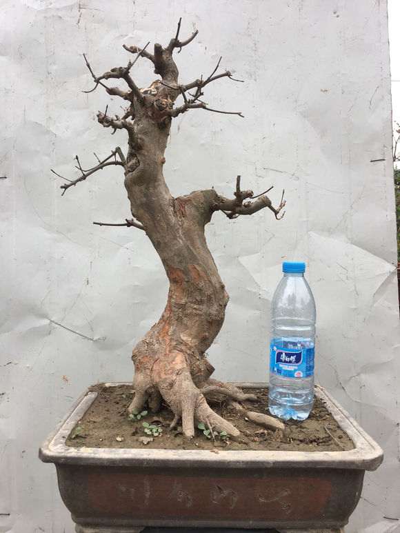 这个三角枫下山桩造型怎么样