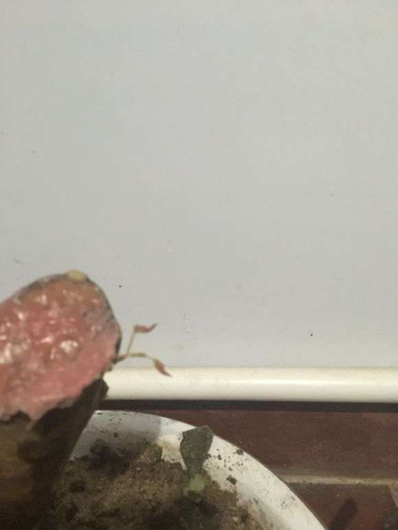 这个三角枫下山桩造型怎么样