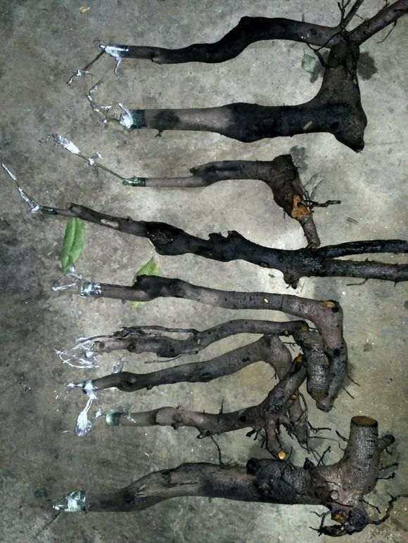 金弹子下山桩在冬季嫁接能成活吗