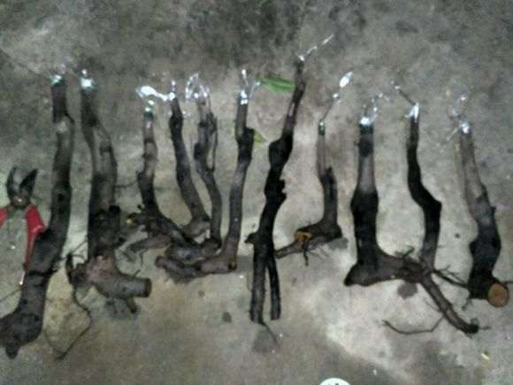 金弹子下山桩在冬季嫁接能成活吗