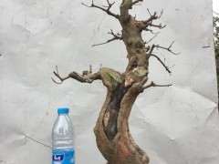 这个三角枫下山桩造型可以吗 大家看看