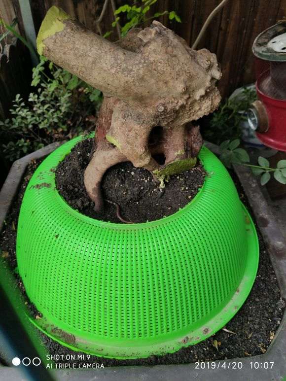 去年10月的下山桩生桩套袋到现在没发芽