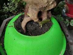 去年10月的下山桩生桩套袋到现在没发芽