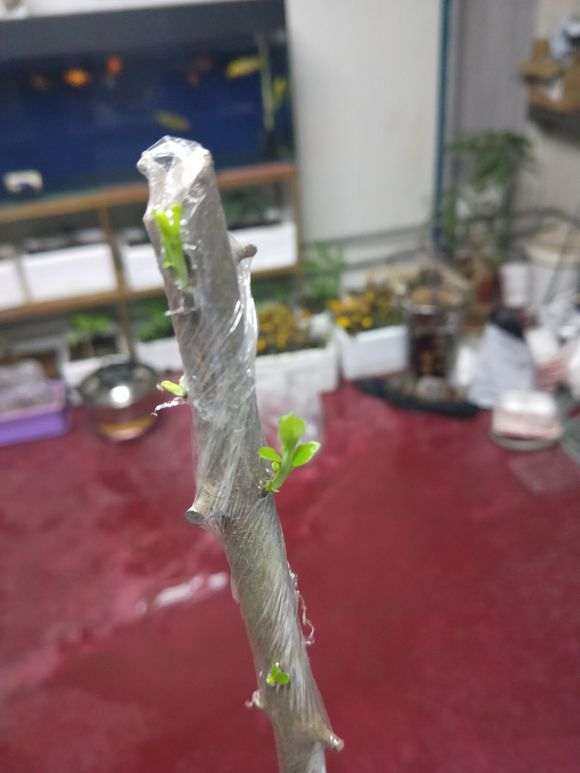 下山桩生桩发芽后